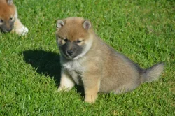 Shiba inu