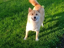 Shiba inu