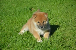 Shiba inu