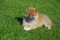 Shiba inu