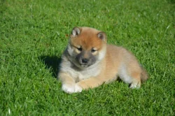 Shiba inu