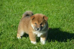 Shiba inu