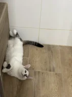 Kocour a kočka