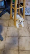 Boloňský psík