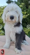 Bobtail štěňata
