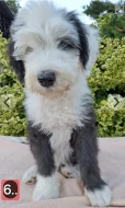 Bobtail štěňata