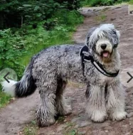 Bobtail štěňata