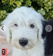 Bobtail štěňata