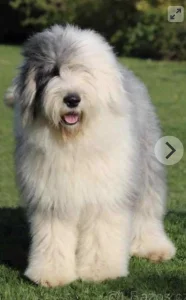 Bobtail štěňata