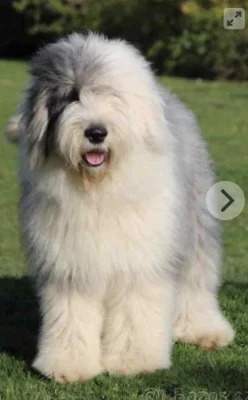 Bobtail štěňata