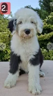 Bobtail štěňata