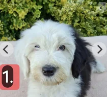 Bobtail štěňata