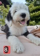 Bobtail štěňata