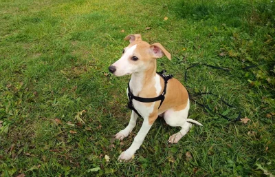 Whippet /Vipet/ - prodám pejsky bez pp