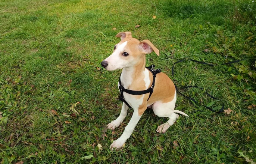 Whippet /Vipet/ - prodám pejsky bez pp