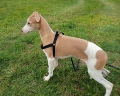 Whippet /Vipet/ - prodám pejsky bez pp