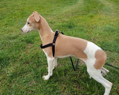 Whippet /Vipet/ - prodám pejsky bez pp