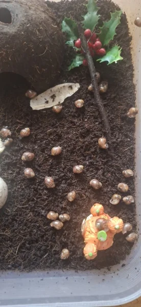 Mládě Achatina Fulica