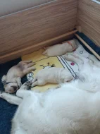 Zlatý retriever s PP (FCI) - štěně - fenečka