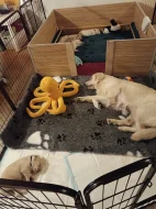 Zlatý retriever s PP (FCI) - štěně - fenečka