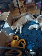 Zlatý retriever s PP (FCI) - štěně - fenečka