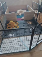 Zlatý retriever s PP (FCI) - štěně - fenečka