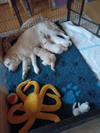 Zlatý retriever s PP (FCI) - štěně - fenečka
