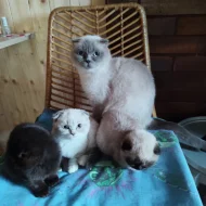 Poslední nádherná koťátka 3 kočičky ( Scottis Fold )