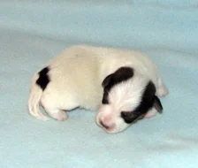 Hladkosrstá štěnátka Jack Russell teriéra s PP k rezervaci