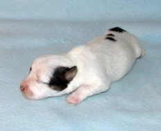 Hladkosrstá štěnátka Jack Russell teriéra s PP k rezervaci