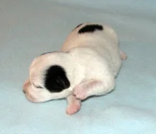Hladkosrstá štěnátka Jack Russell teriéra s PP k rezervaci