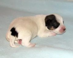 Hladkosrstá štěnátka Jack Russell teriéra s PP k rezervaci