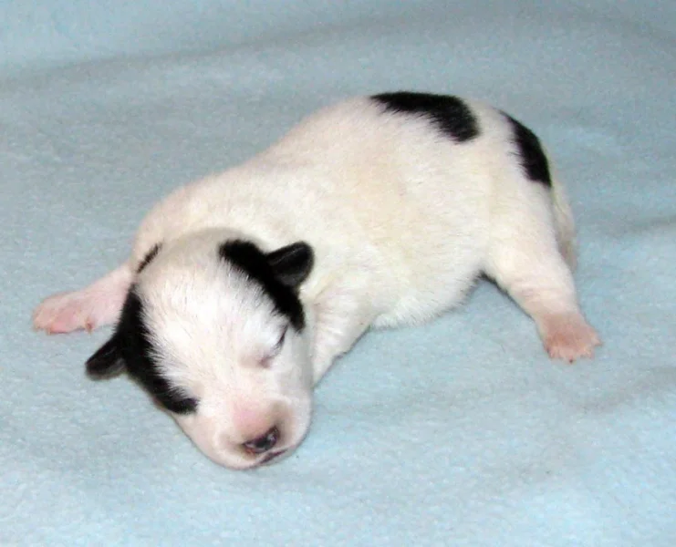Hladkosrstá štěnátka Jack Russell teriéra s PP k rezervaci