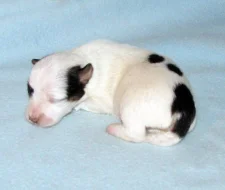 Hladkosrstá štěnátka Jack Russell teriéra s PP k rezervaci
