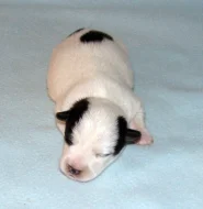Hladkosrstá štěnátka Jack Russell teriéra s PP k rezervaci