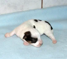 Hladkosrstá štěnátka Jack Russell teriéra s PP k rezervaci