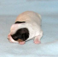 Hladkosrstá štěnátka Jack Russell teriéra s PP k rezervaci