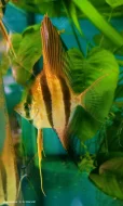 Skalára vysoká, Pterophyllum altum Orinoko.