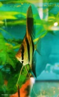Skalára vysoká, Pterophyllum altum Orinoko.