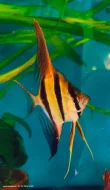Skalára vysoká, Pterophyllum altum Orinoko.