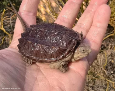 Kajmanka dravá, mláďata