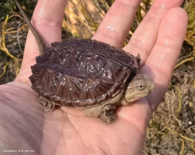 Kajmanka dravá, mláďata