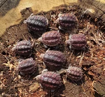 Kajmanka dravá, mláďata