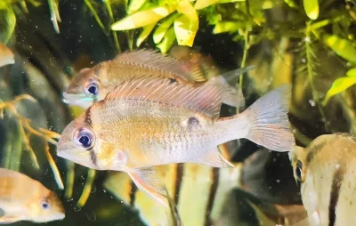 Biotodoma cupido,mládé ryby