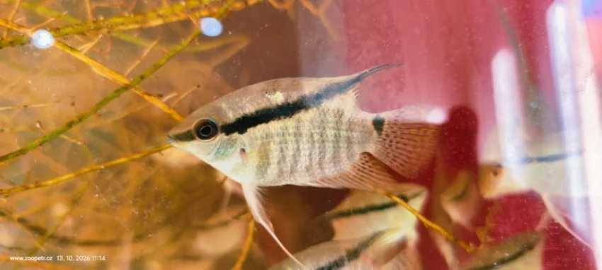 Kančík Mesonauta mirificus