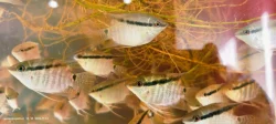 Kančík Mesonauta mirificus