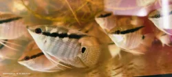 Kančík Mesonauta mirificus
