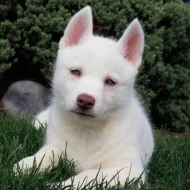 Sibiřský husky