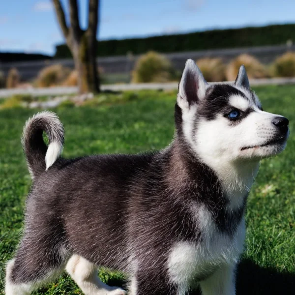 Sibiřský husky