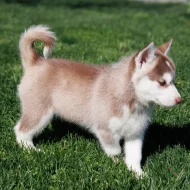 Sibiřský husky